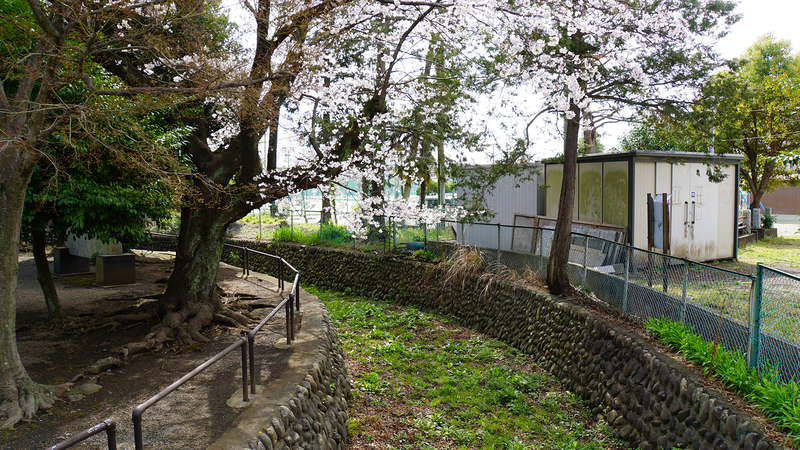 大沼・相模台・相武台 さくら散歩①（相模原市南区）