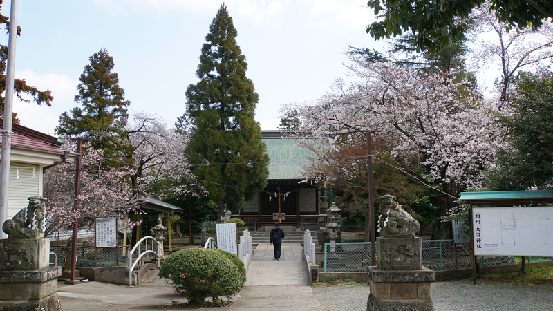 大沼・相模台・相武台 さくら散歩①（相模原市南区）