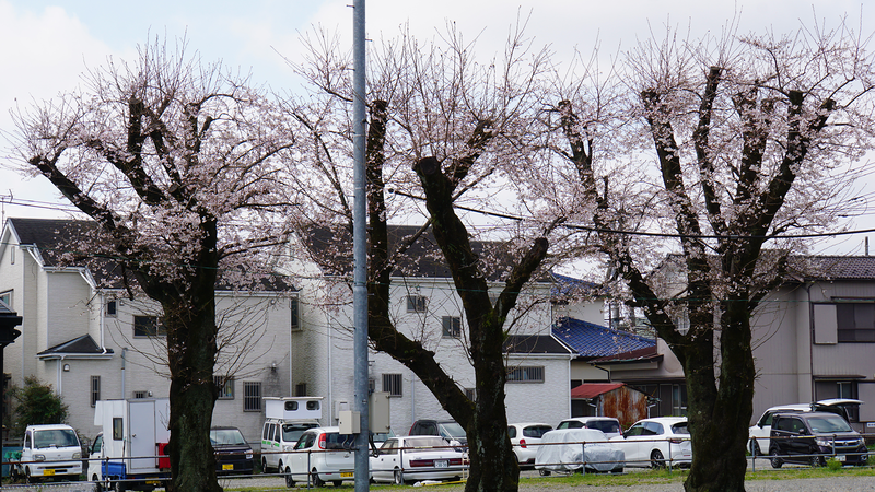 大沼・相模台・相武台 さくら散歩①（相模原市南区）