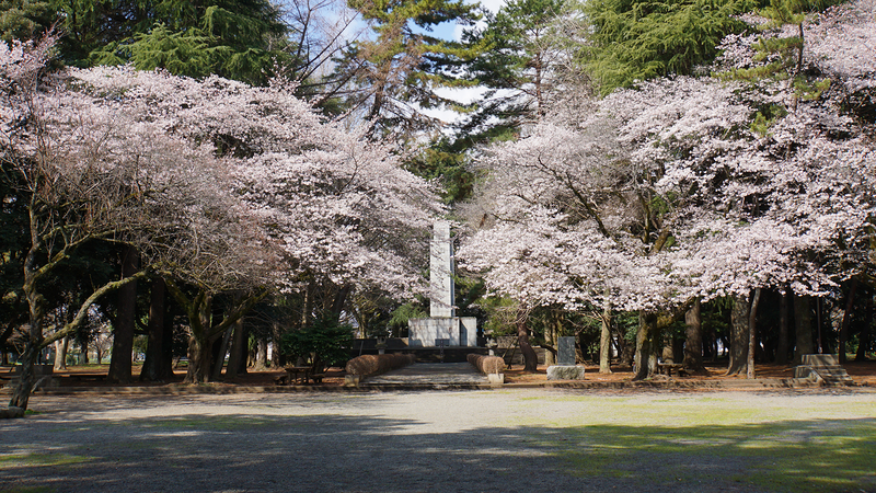 大沼・相模台・相武台 さくら散歩①（相模原市南区）