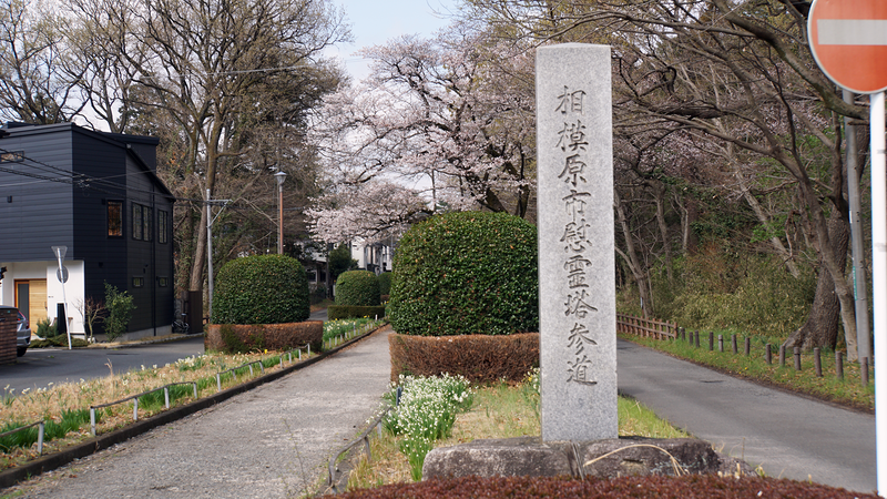 大沼・相模台・相武台 さくら散歩①（相模原市南区）