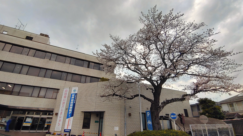大沼・相模台・相武台 さくら散歩②（相模原市南区）