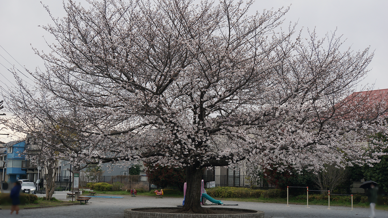 南台公園（相模原市南区南台）