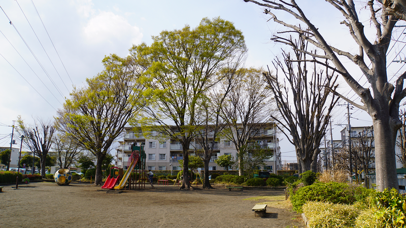 大沼・相模台・相武台 さくら散歩②（相模原市南区）