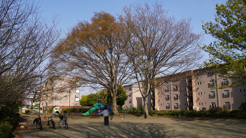 大沼・相模台・相武台 さくら散歩②（相模原市南区）