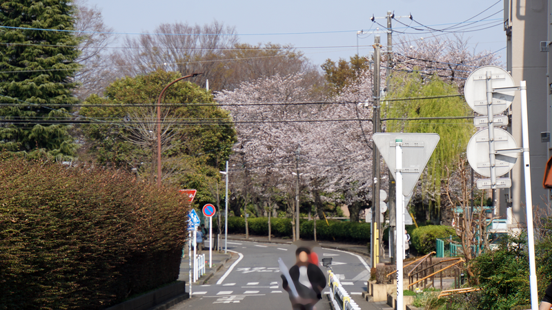 大沼・相模台・相武台 さくら散歩②（相模原市南区）