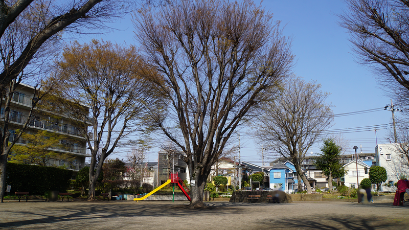 大沼・相模台・相武台 さくら散歩②（相模原市南区）
