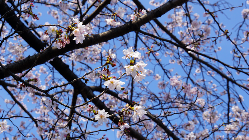 相武台1丁目公園（相模原市南区相武台）