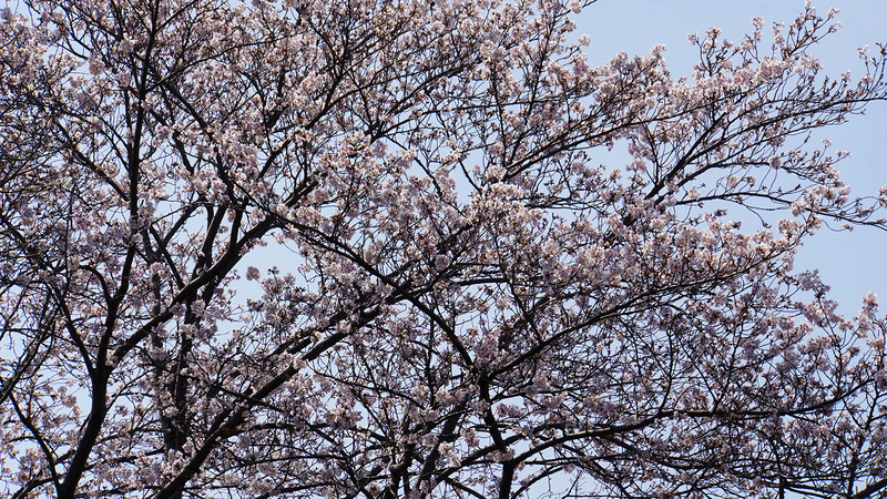 相武台1丁目公園（相模原市南区相武台）