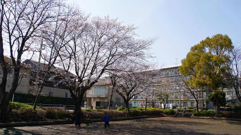 大沼・相模台・相武台 さくら散歩②（相模原市南区）