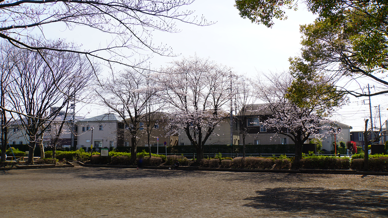 大沼・相模台・相武台 さくら散歩②（相模原市南区）