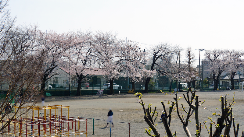 大沼・相模台・相武台 さくら散歩②（相模原市南区）