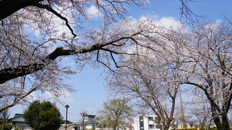 新磯野西公園(相模原市南区新磯野)
