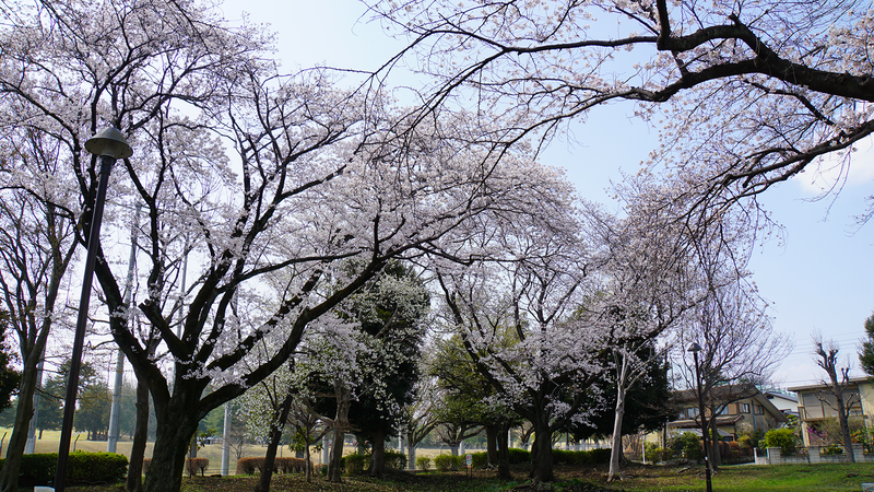 新磯野西公園(相模原市南区新磯野)