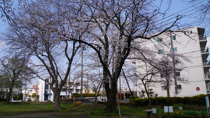 大沼・相模台・相武台 さくら散歩②（相模原市南区）
