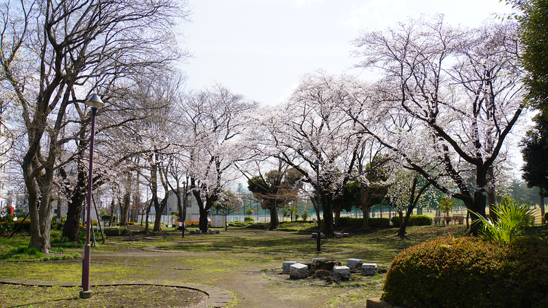 大沼・相模台・相武台 さくら散歩②（相模原市南区）