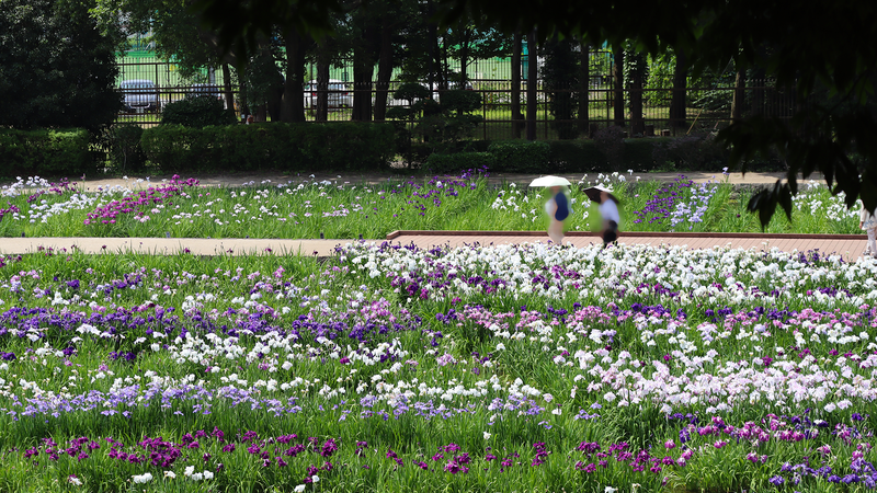 相模原公園 水無月園（相模原市南区下溝）
