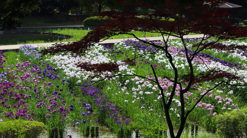 相模原公園 水無月園（相模原市南区下溝）
