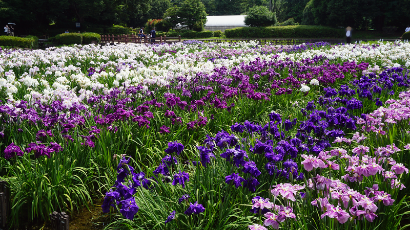 相模原公園 水無月園（相模原市南区下溝）