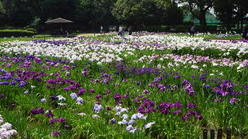 相模原公園 水無月園（相模原市南区下溝）