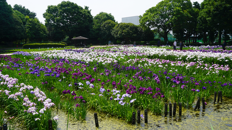 相模原公園 水無月園（相模原市南区下溝）