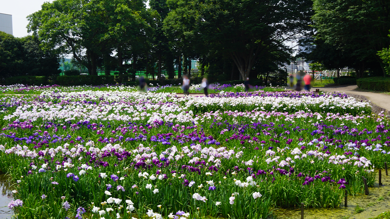 相模原公園 水無月園（相模原市南区下溝）