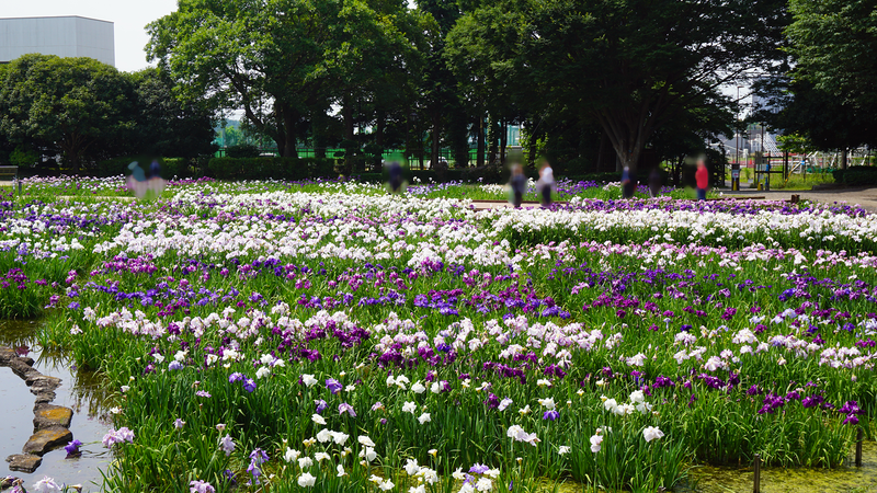 相模原公園 水無月園（相模原市南区下溝）