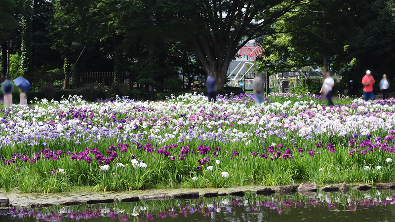 相模原公園 水無月園（相模原市南区下溝）