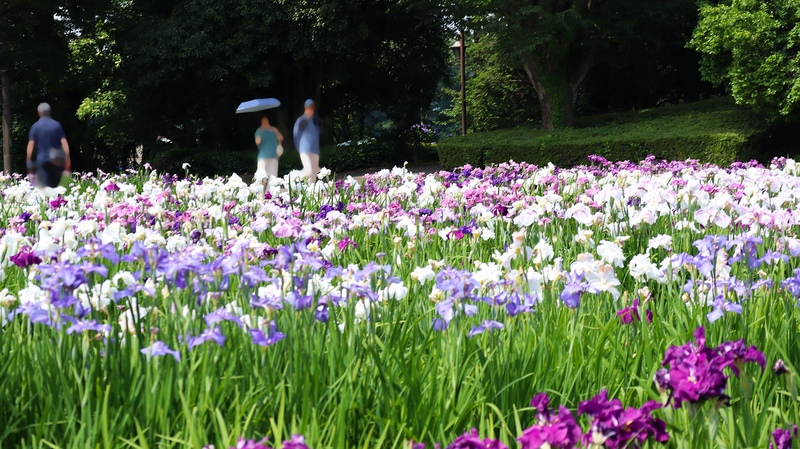 相模原公園 水無月園（相模原市南区下溝）