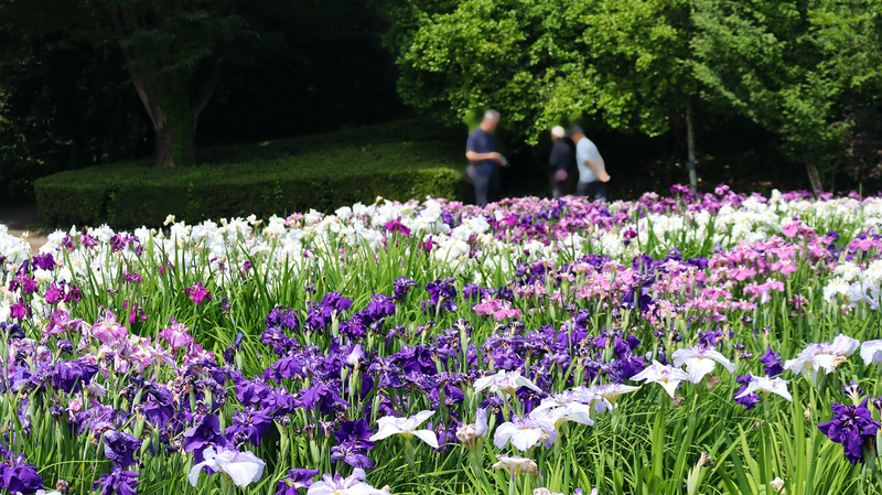 相模原公園 水無月園（相模原市南区下溝）