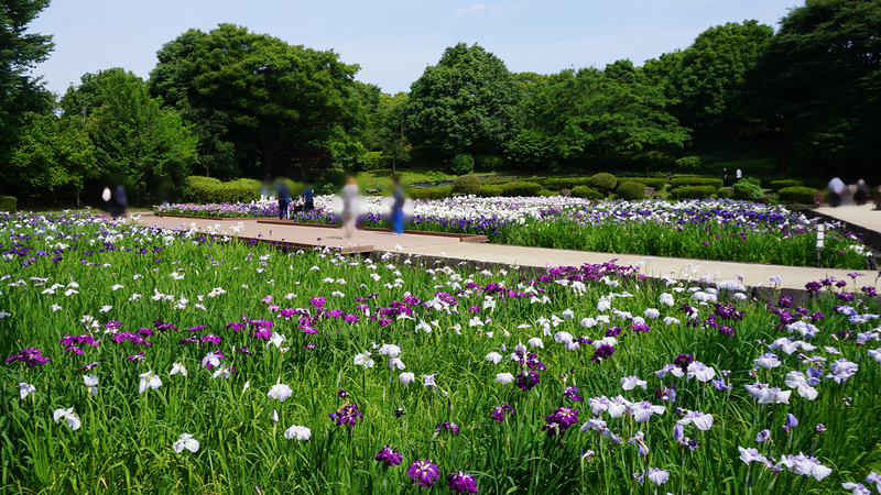 相模原公園 水無月園（相模原市南区下溝）
