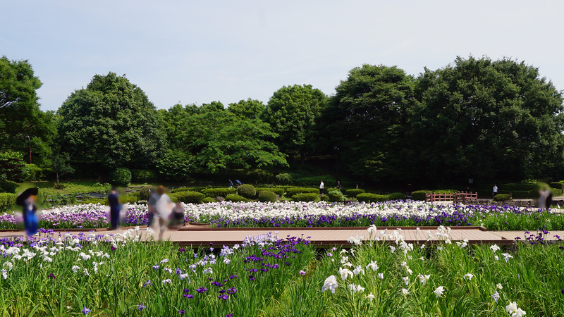 相模原公園 水無月園（相模原市南区下溝）