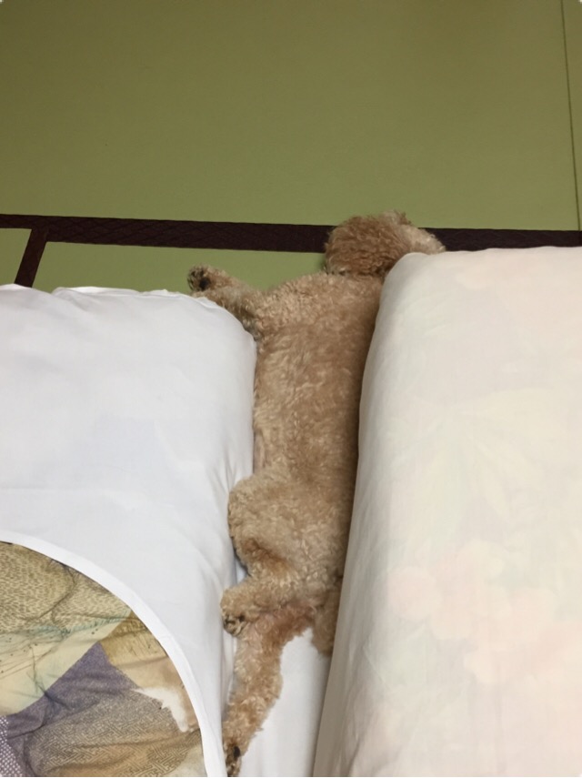 f:id:za85432:20180910113224j:plain f:id:za85432:20180910113224j:plain