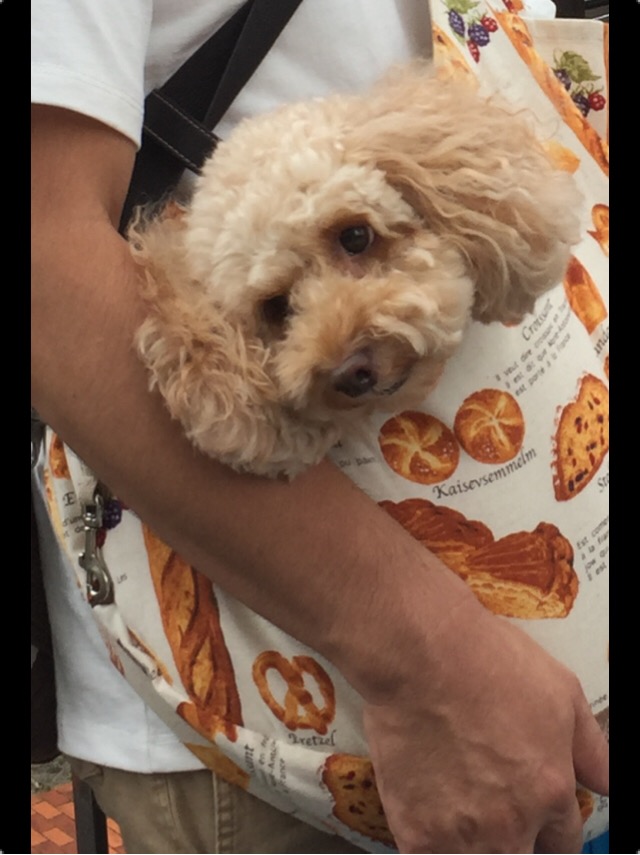 f:id:za85432:20180910113639j:plain f:id:za85432:20180910113639j:plain