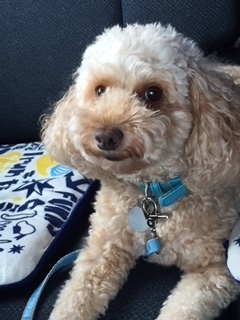 f:id:za85432:20180910130309j:plain f:id:za85432:20180910130309j:plain