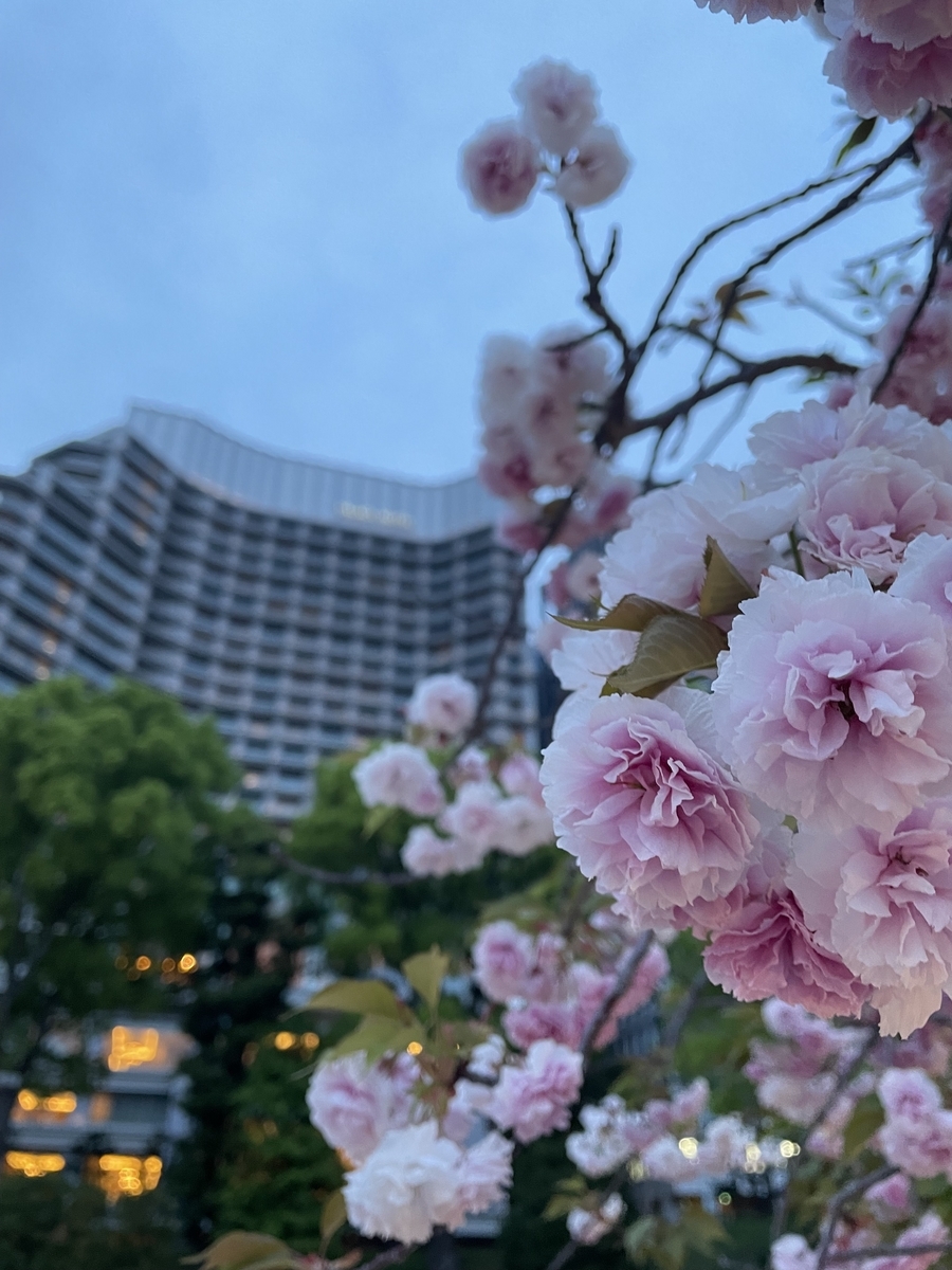 八重桜