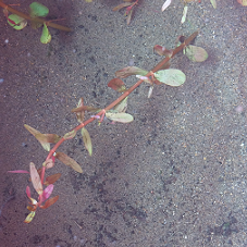 ロタラ ロトンディフォリア 簡単らしいんだけど 熱帯魚 水草 昆虫 飼育データあれこれ