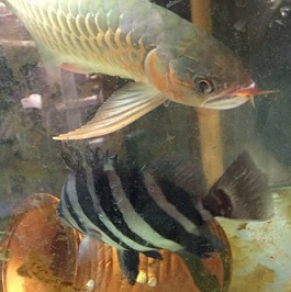 ダトニオ 13cmくらい