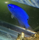 ルリスズメダイ 結局パイロットフィッシュは Fishで 熱帯魚 水草 昆虫 飼育データあれこれ