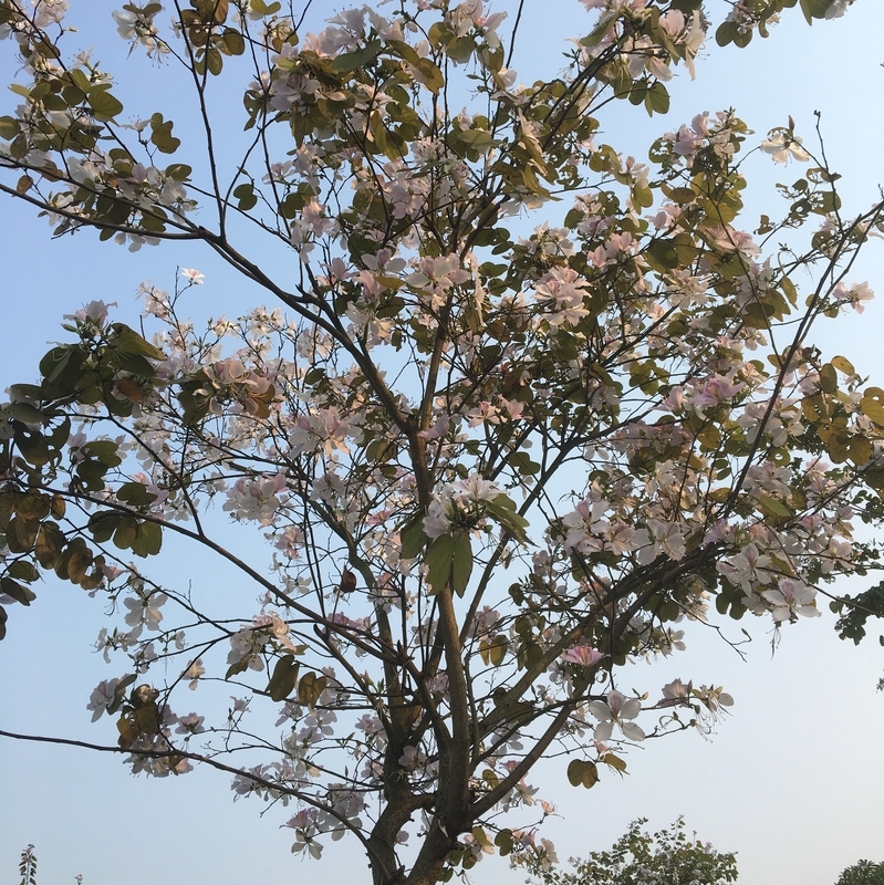 f:id:zabon-inu:20200405124315j:plain f:id:zabon-inu:20200405124315j:plain