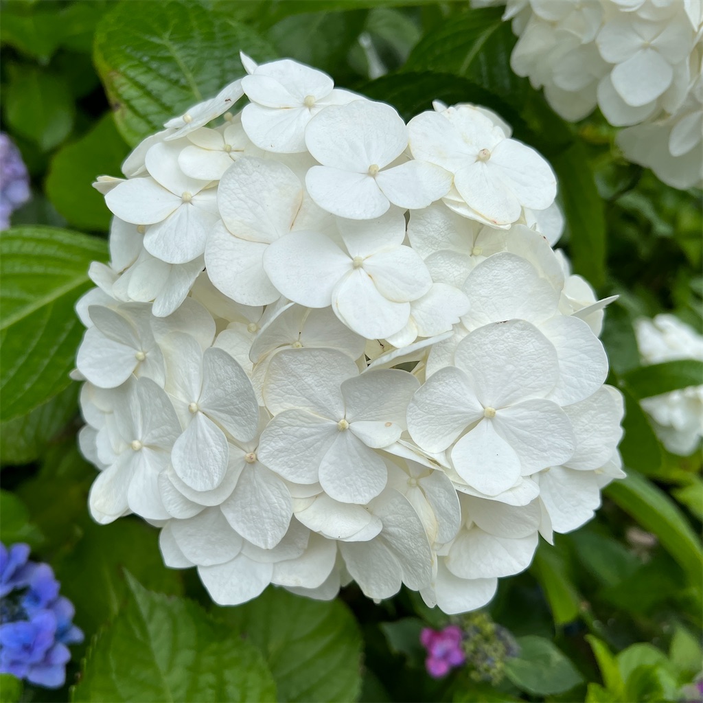 f:id:zabon-inu:20220624121028j:image f:id:zabon-inu:20220624121028j:image