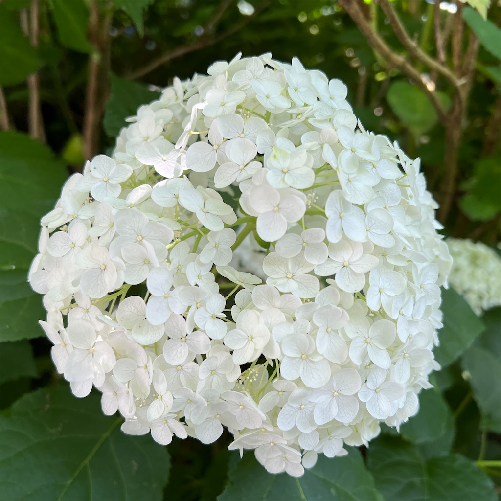 f:id:zabon-inu:20220624121031j:image f:id:zabon-inu:20220624121031j:image