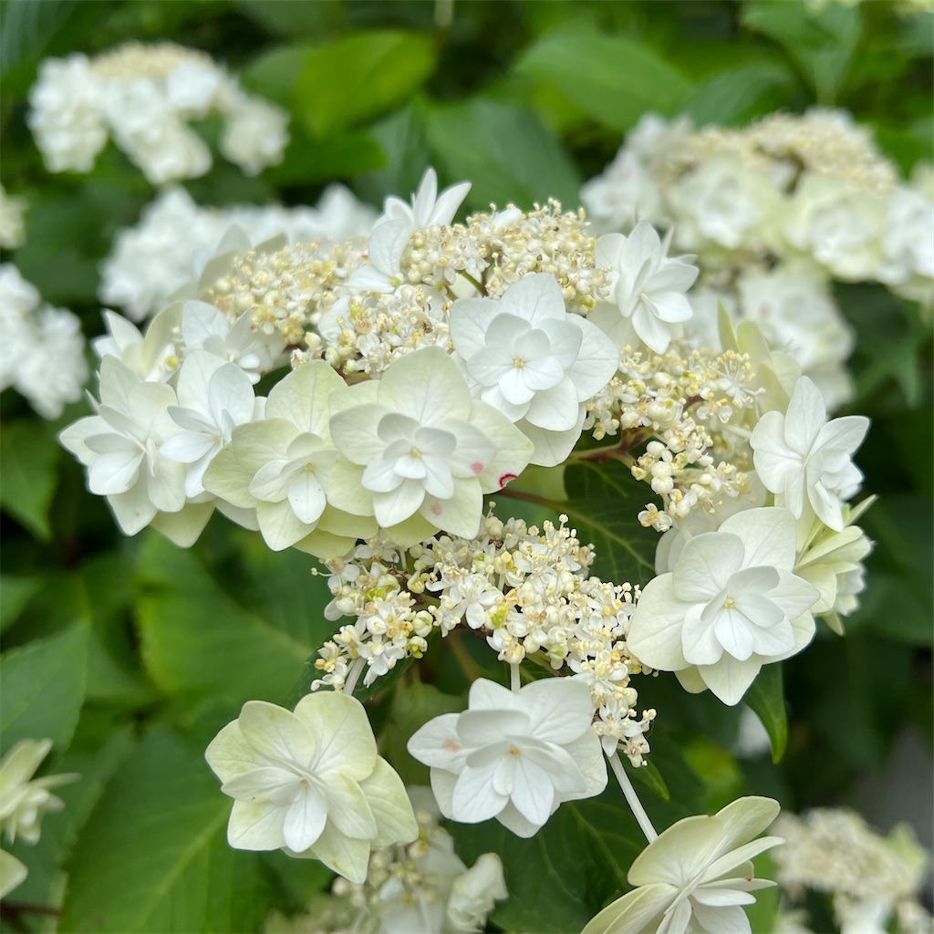 f:id:zabon-inu:20220624121035j:image f:id:zabon-inu:20220624121035j:image