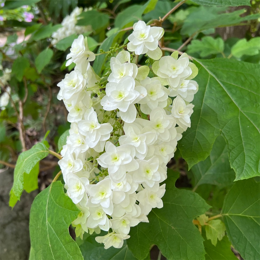 f:id:zabon-inu:20220624121038j:image f:id:zabon-inu:20220624121038j:image