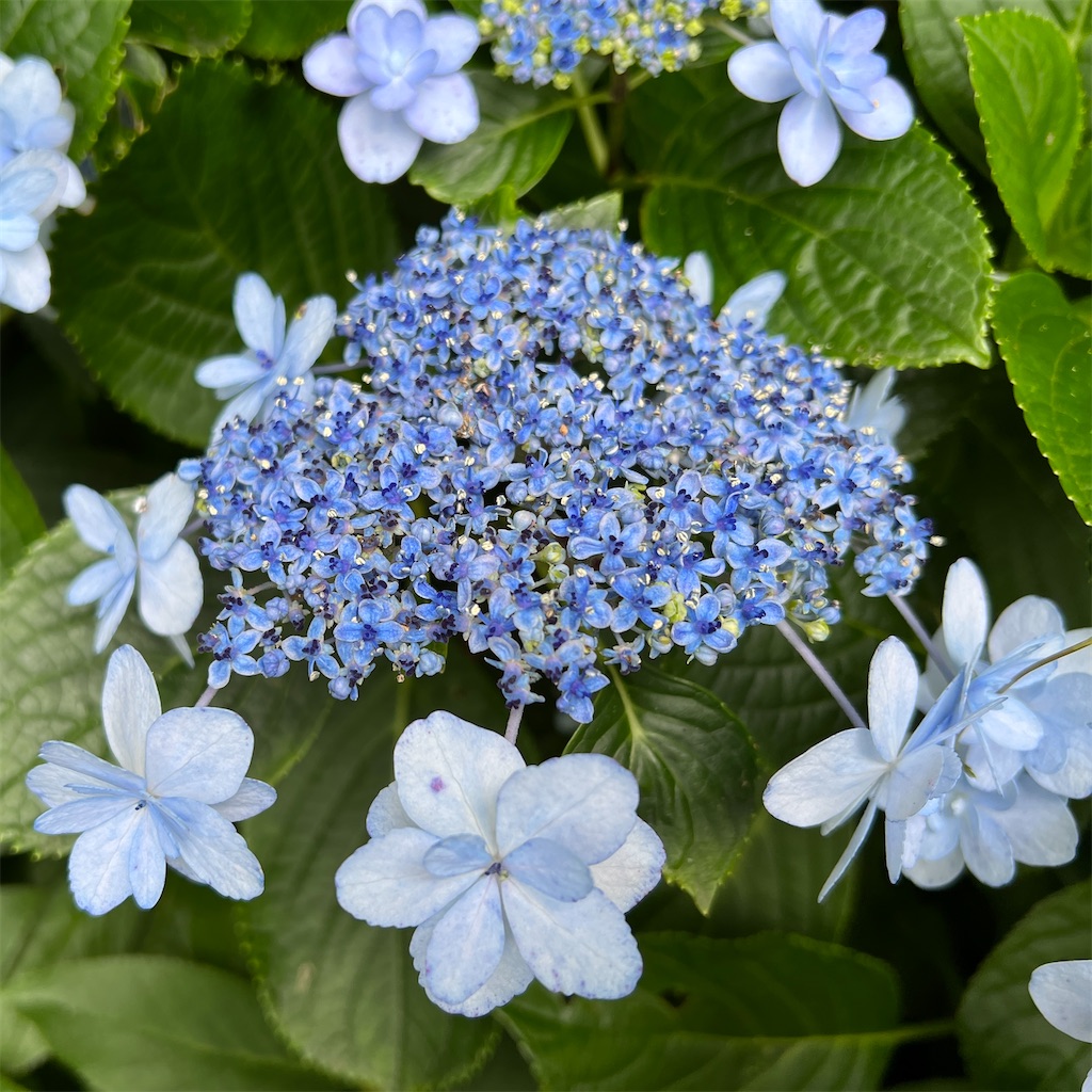 f:id:zabon-inu:20220624121146j:image f:id:zabon-inu:20220624121146j:image
