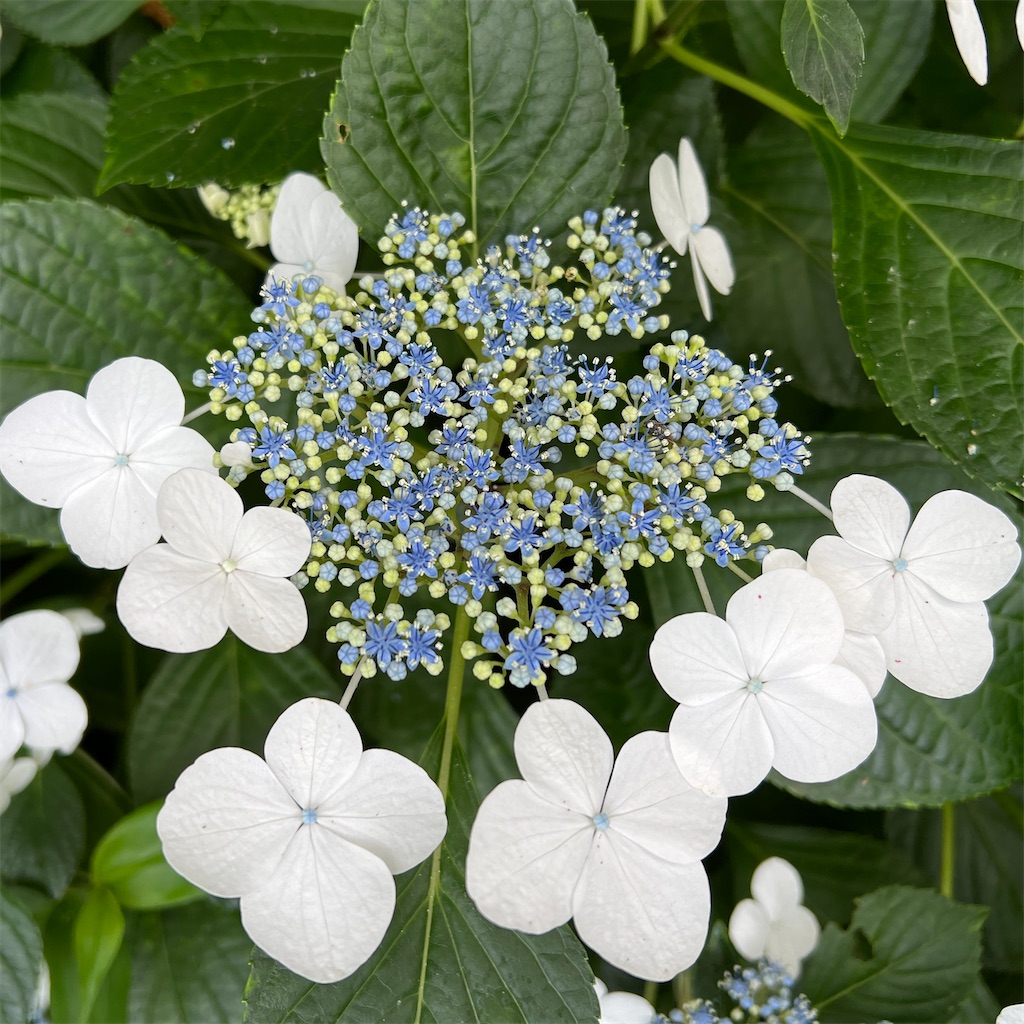 f:id:zabon-inu:20220624121150j:image f:id:zabon-inu:20220624121150j:image