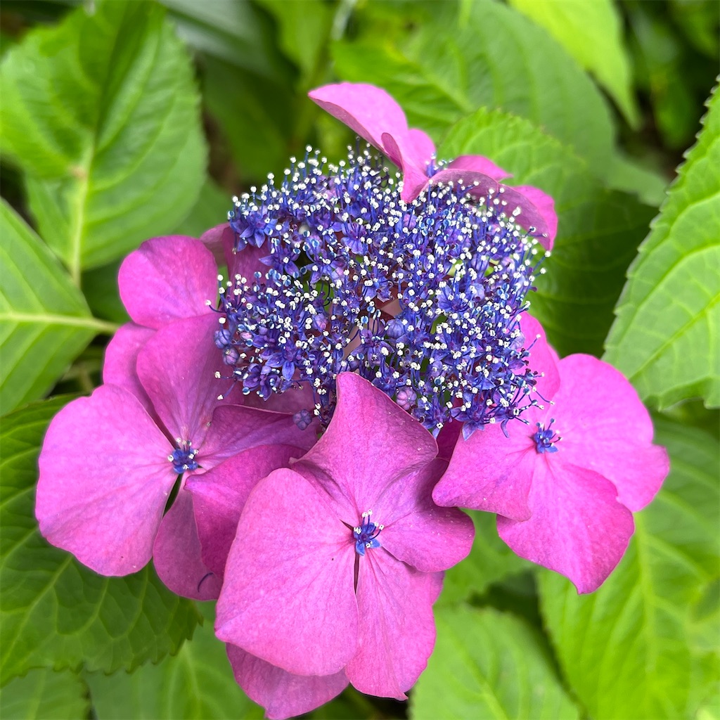 f:id:zabon-inu:20220624121251j:image f:id:zabon-inu:20220624121251j:image