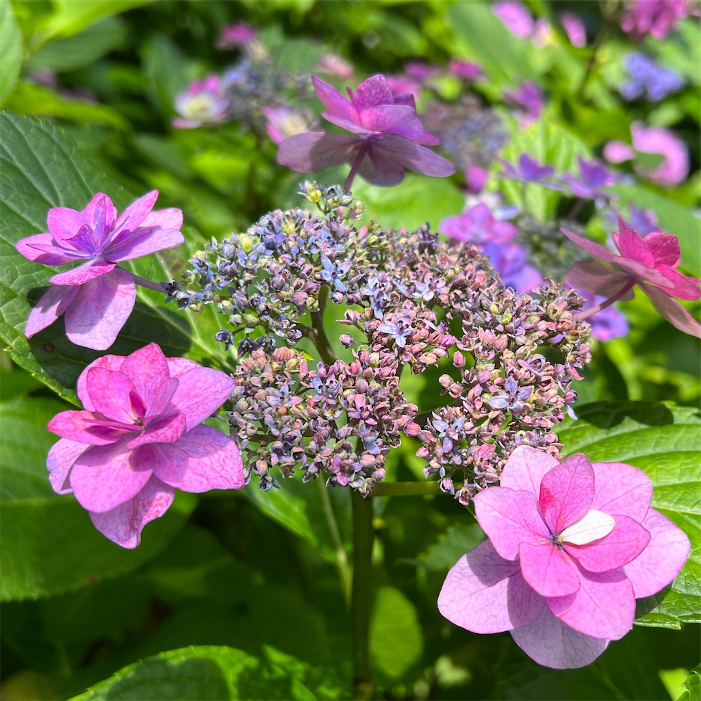 f:id:zabon-inu:20220624121255j:image f:id:zabon-inu:20220624121255j:image