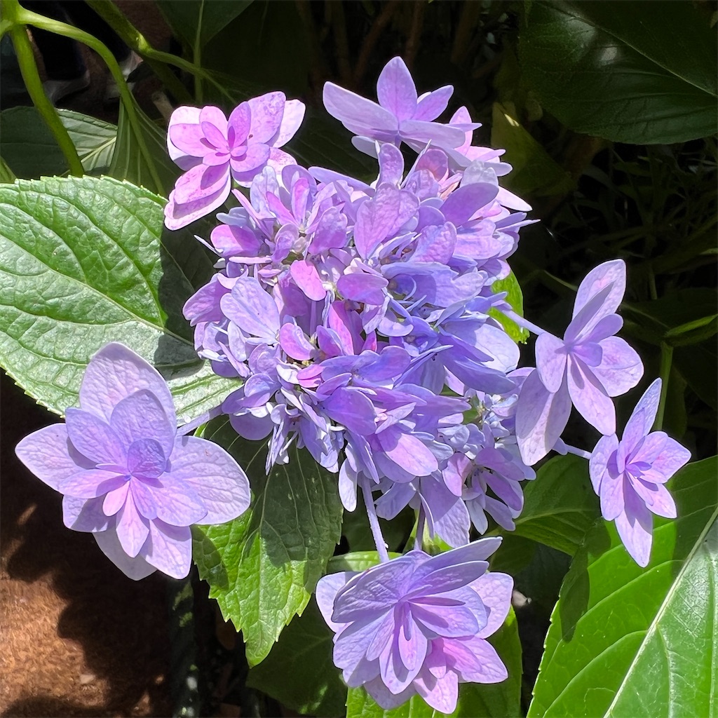 f:id:zabon-inu:20220624121258j:image f:id:zabon-inu:20220624121258j:image