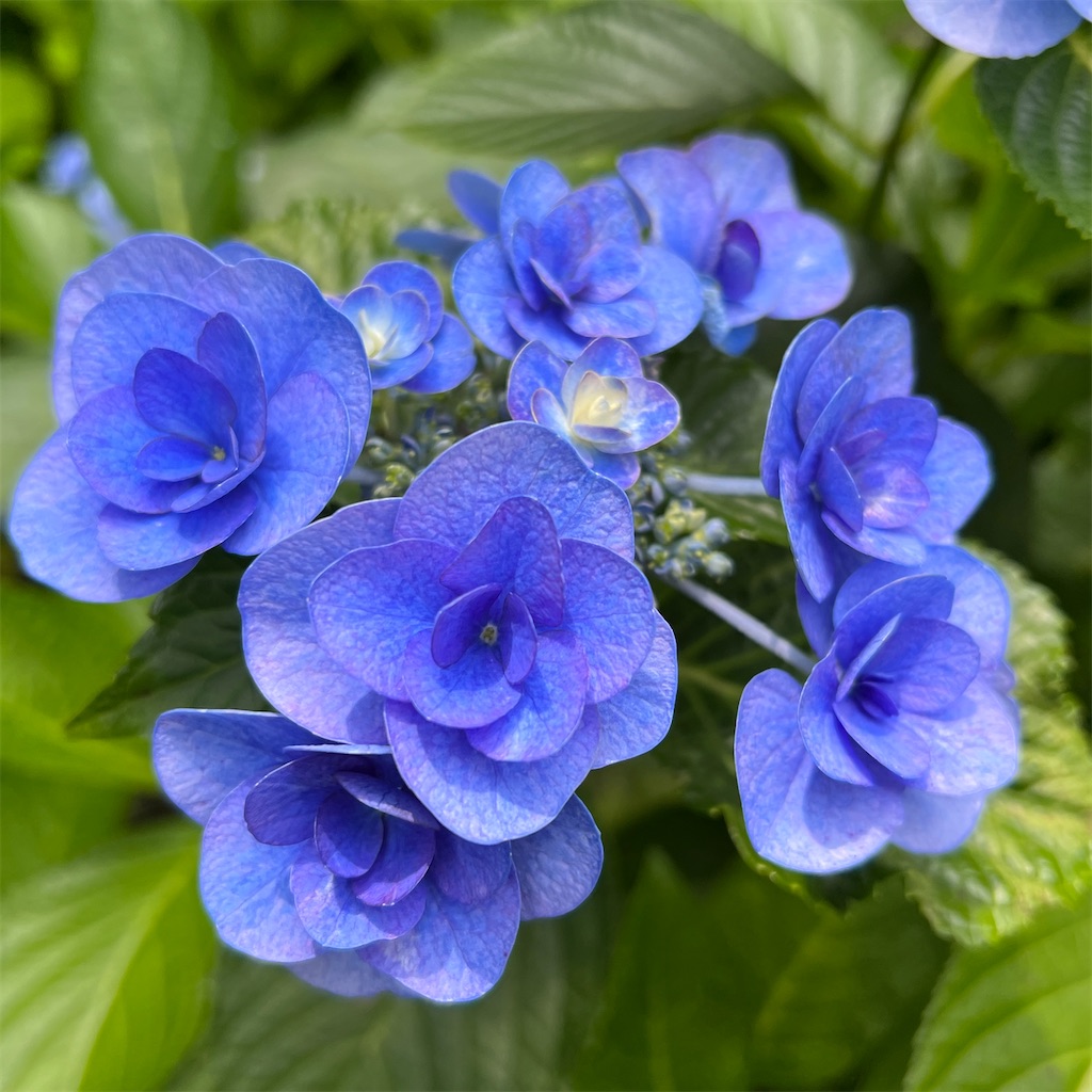 f:id:zabon-inu:20220624121302j:image f:id:zabon-inu:20220624121302j:image